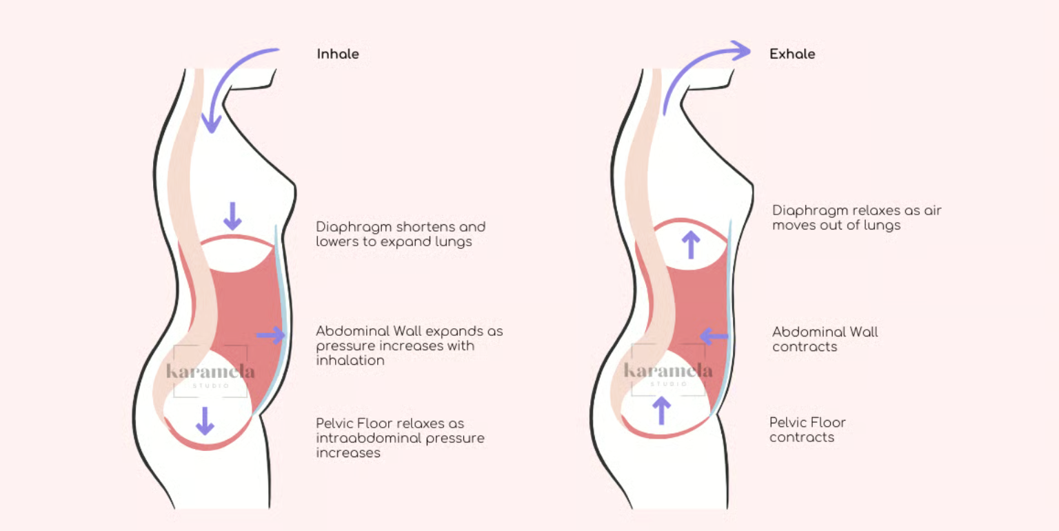 Posture Is Not a Shape: Ribs, Pelvis & How Breath Organizes the Body